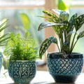 Transform Your Space With Top Air Purifying Plants And 20x20x1 Air Filters